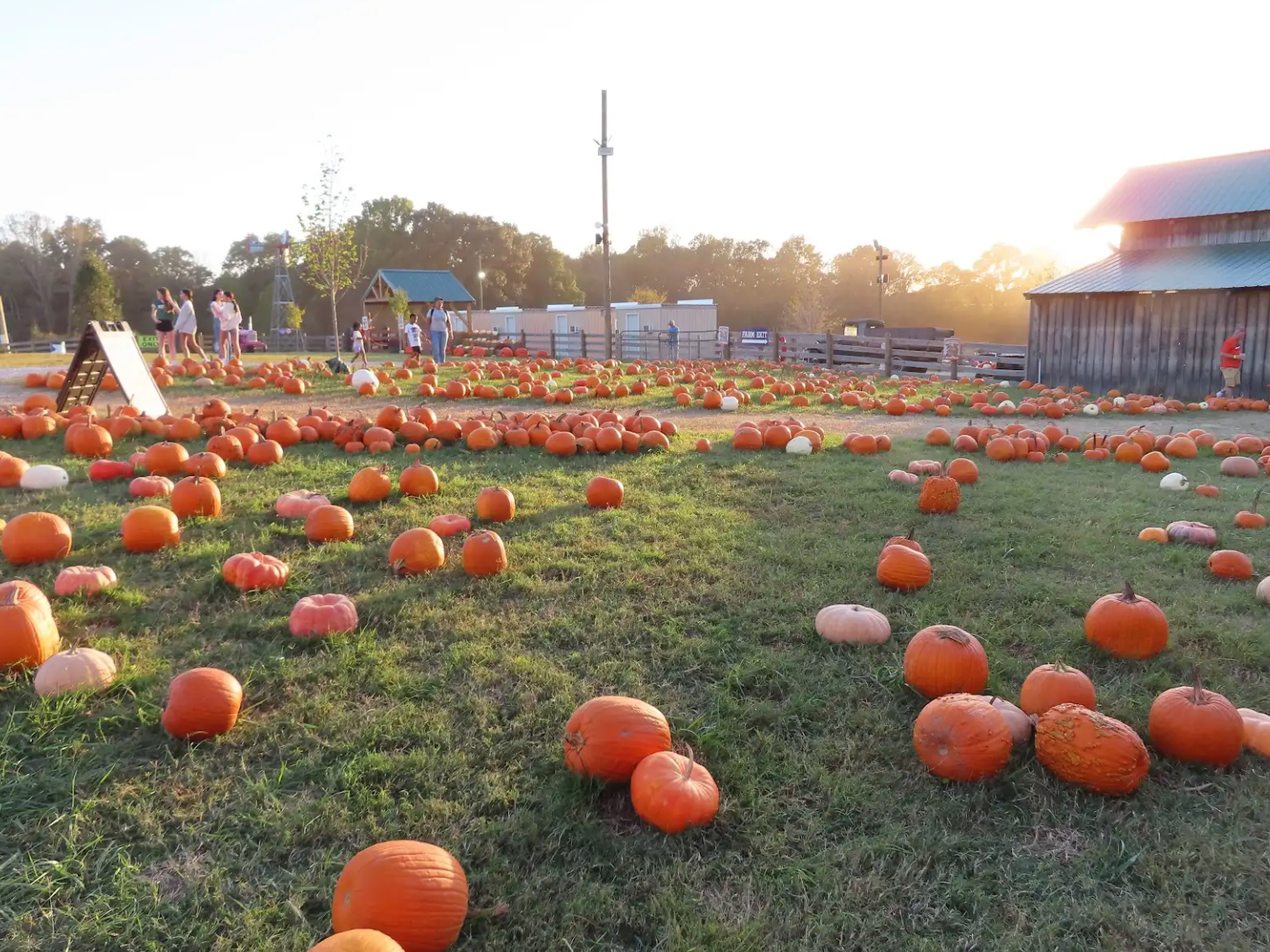 Sunset overlooking the pumpkin patch, as photographed on Oct. 11, 2024. (Hustler Multimedia/Faiza Islam)